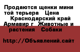 Продаются щенки мини той-терьера › Цена ­ 5 000 - Краснодарский край, Армавир г. Животные и растения » Собаки   